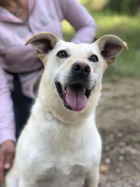 Bella, canile basso lazio | Foto 1