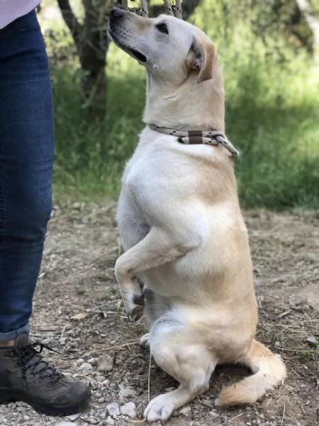 Bella, canile basso lazio