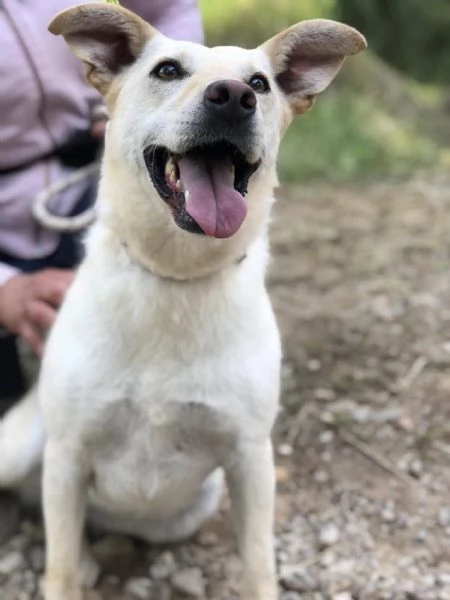 Bella, canile basso lazio | Foto 0