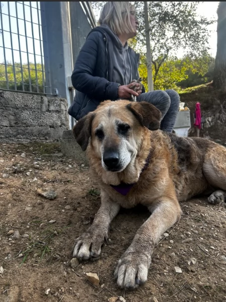 Bellarosa, canile basso lazio