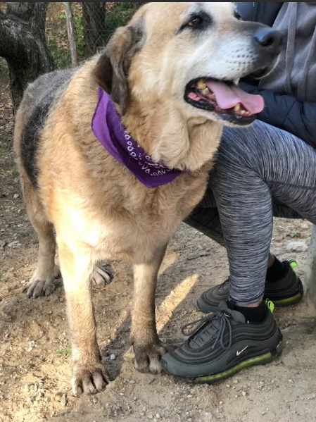 Bellarosa, canile basso lazio | Foto 3