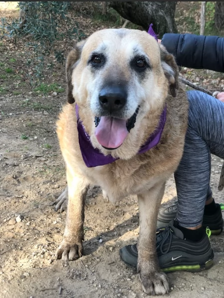 Bellarosa, canile basso lazio | Foto 2