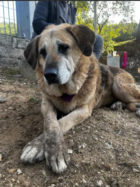 Bellarosa, canile basso lazio | Foto 1