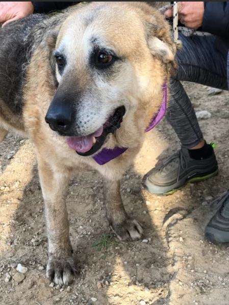 Bellarosa, canile basso lazio | Foto 0