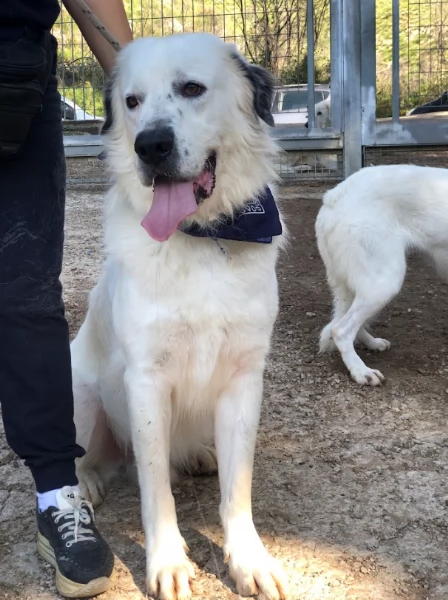 Bernardo, canile basso lazio | Foto 3