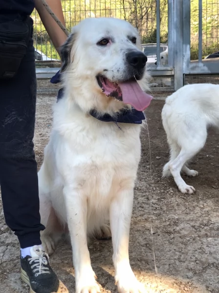 Bernardo, canile basso lazio | Foto 2