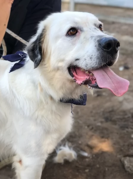 Bernardo, canile basso lazio