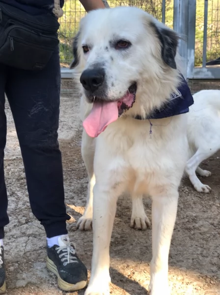 Bernardo, canile basso lazio | Foto 1