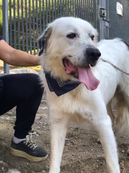 Bernardo, canile basso lazio | Foto 0