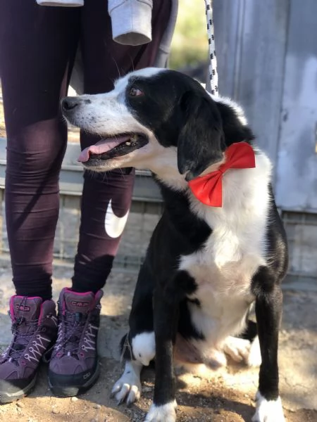 Bruce, canile basso lazio | Foto 5