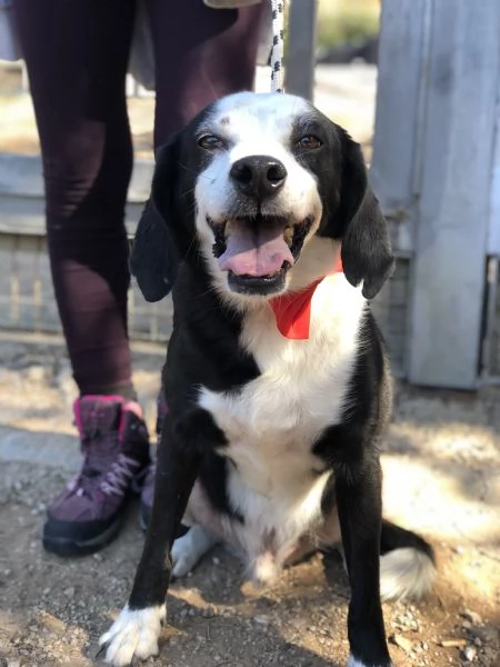 Bruce, canile basso lazio