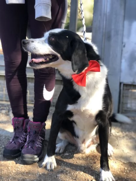 Bruce, canile basso lazio | Foto 3