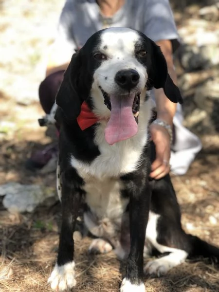 Bruce, canile basso lazio | Foto 2