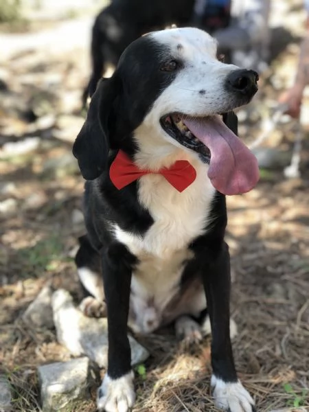 Bruce, canile basso lazio | Foto 1