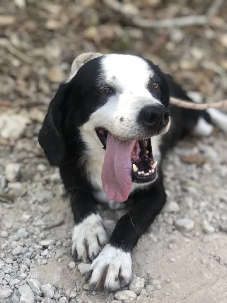 Bruce, canile basso lazio | Foto 0