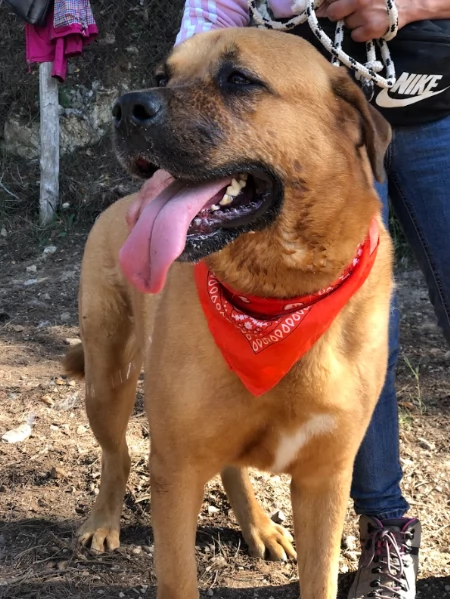 Bud, canile basso lazio