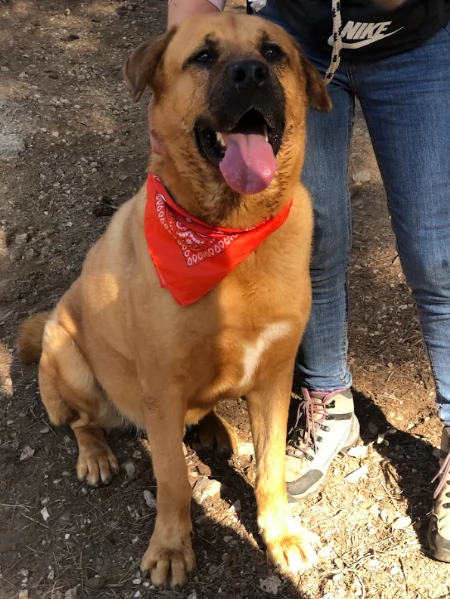 Bud, canile basso lazio | Foto 2