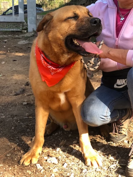 Bud, canile basso lazio | Foto 0