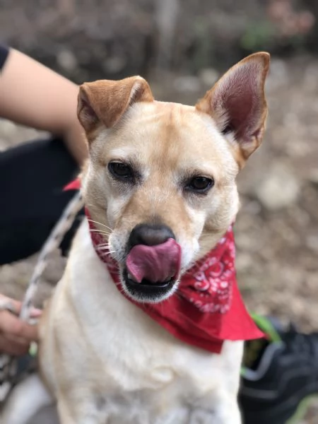 Casper, canile basso lazio