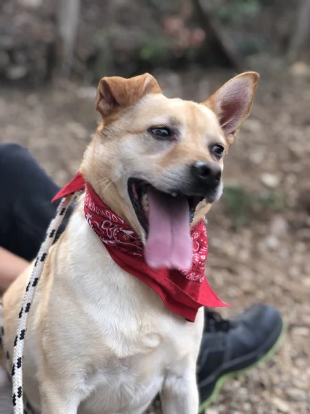 Casper, canile basso lazio | Foto 4