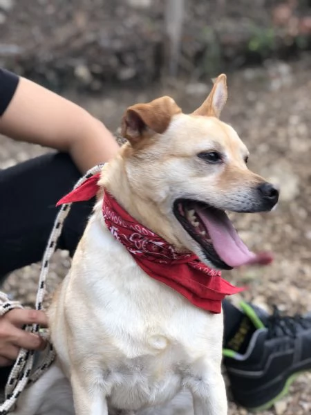 Casper, canile basso lazio | Foto 3