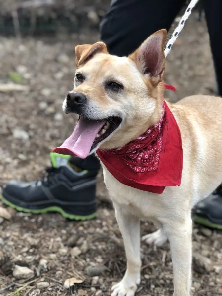 Casper, canile basso lazio | Foto 2