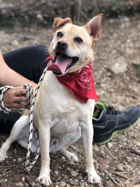 Casper, canile basso lazio | Foto 1