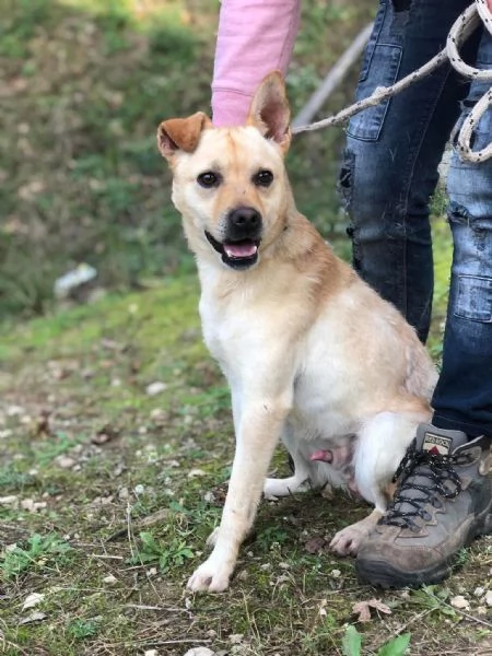 Casper, canile basso lazio | Foto 0