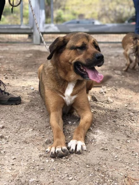 Ceres, canile basso lazio | Foto 3