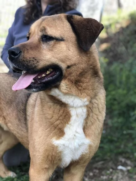 Ceres, canile basso lazio | Foto 2