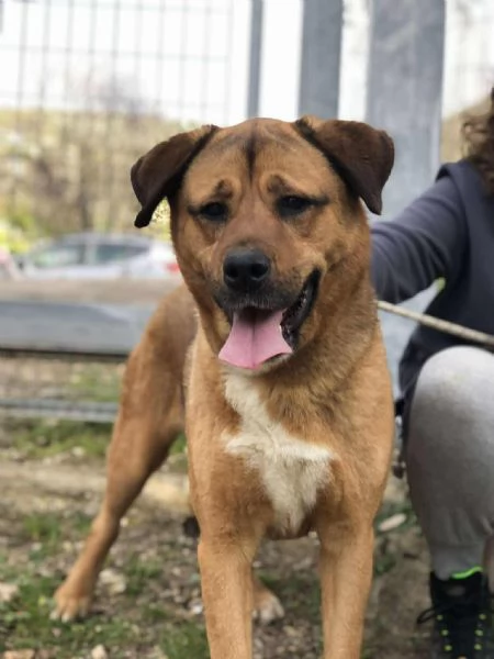 Ceres, canile basso lazio