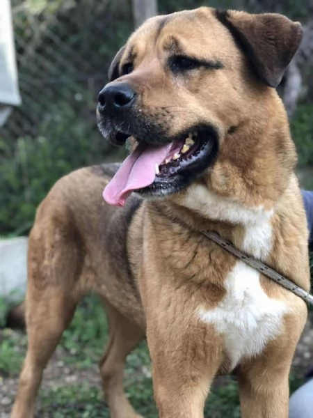 Ceres, canile basso lazio | Foto 1