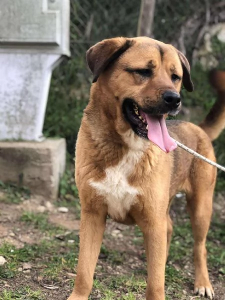 Ceres, canile basso lazio | Foto 0