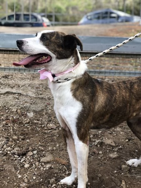 Dalila, canile basso lazio | Foto 4