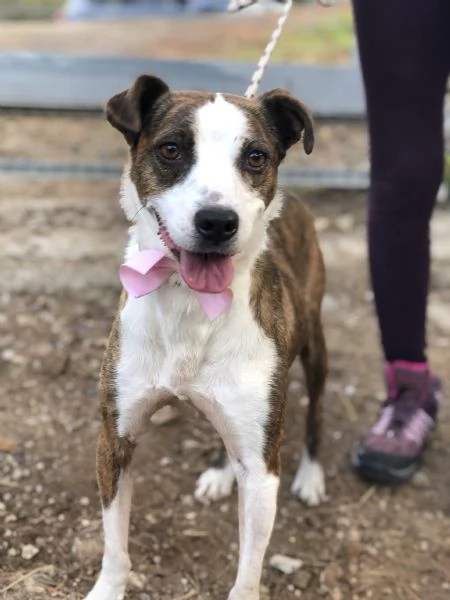 Dalila, canile basso lazio | Foto 3