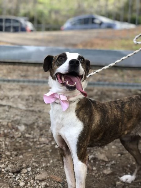 Dalila, canile basso lazio | Foto 2