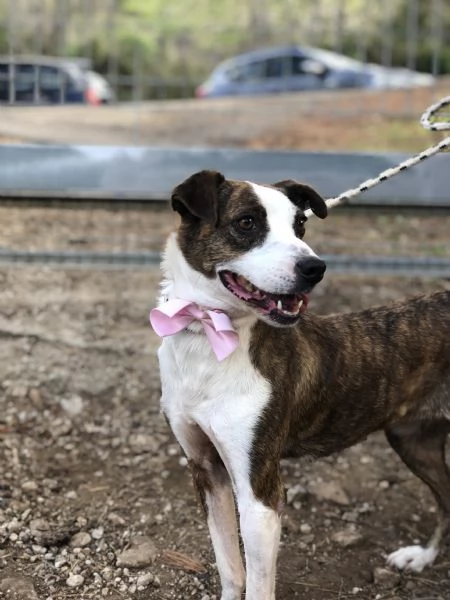 Dalila, canile basso lazio | Foto 1