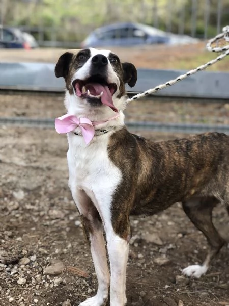 Dalila, canile basso lazio