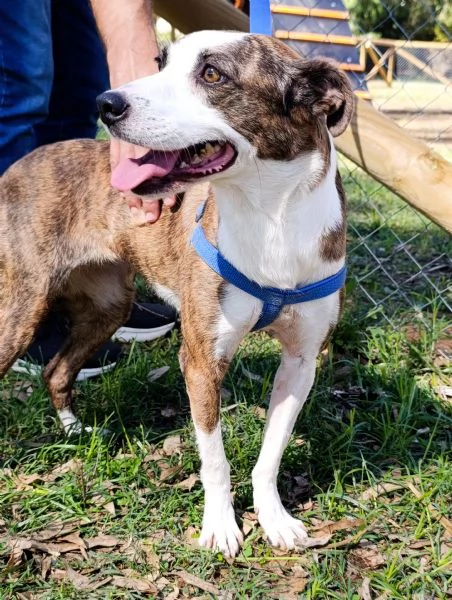 Dalila, canile basso lazio | Foto 0