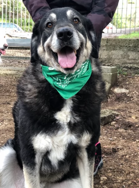 Balto, canile basso lazio | Foto 2