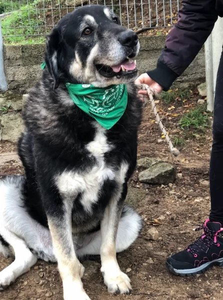 Balto, canile basso lazio | Foto 1