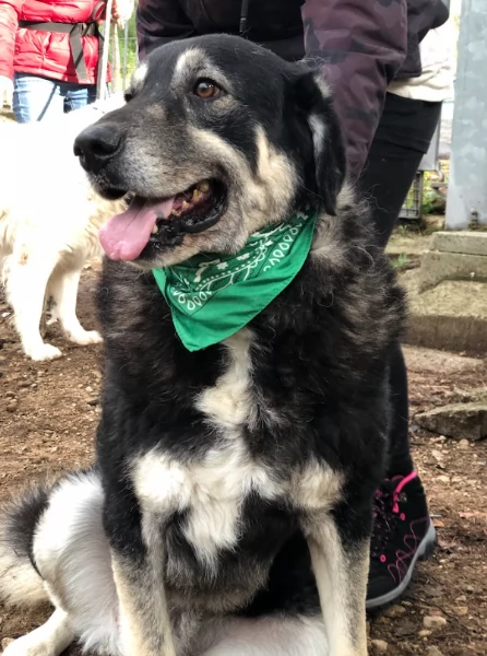 Balto, canile basso lazio