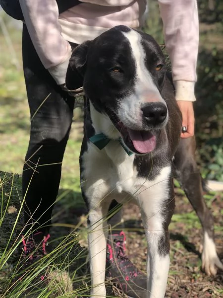 Acqua, canile basso Lazio | Foto 3