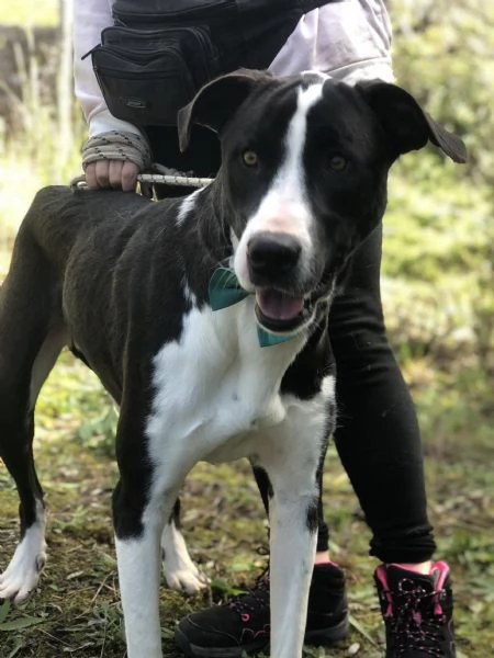Acqua, canile basso Lazio | Foto 2