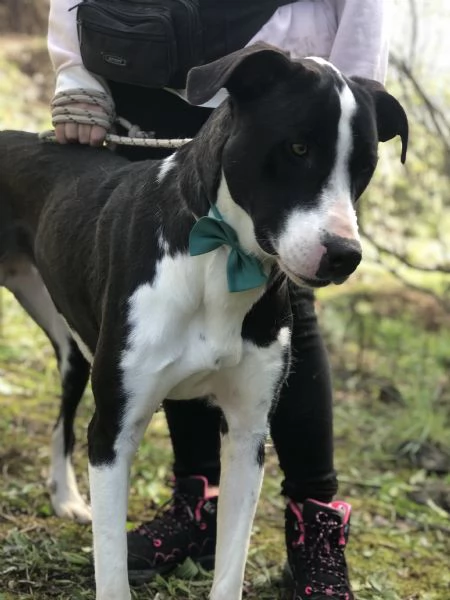 Acqua, canile basso Lazio | Foto 1