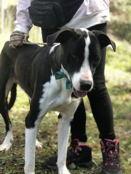 Acqua, canile basso Lazio | Foto 0