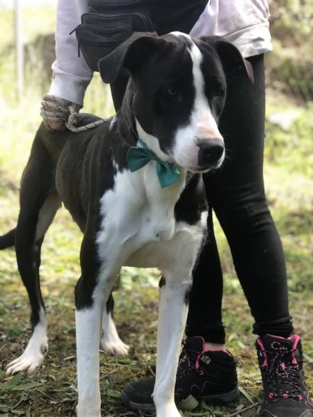 Acqua, canile basso Lazio