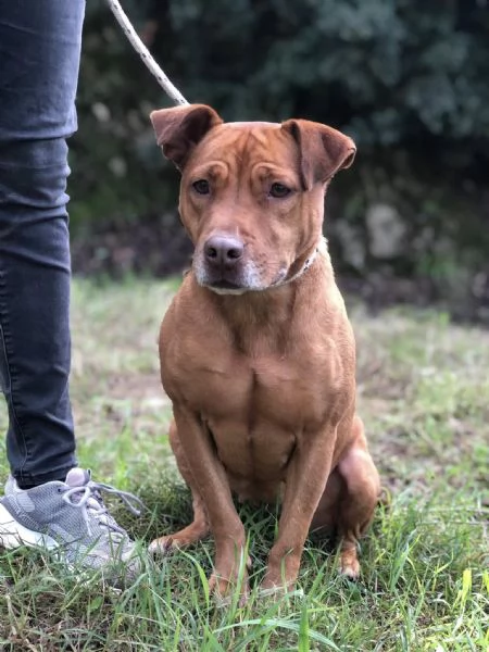 Aurora, canile basso Lazio | Foto 4