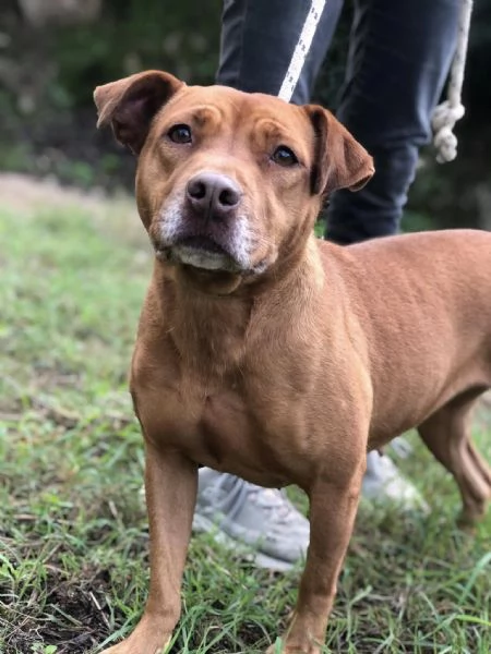 Aurora, canile basso Lazio | Foto 3