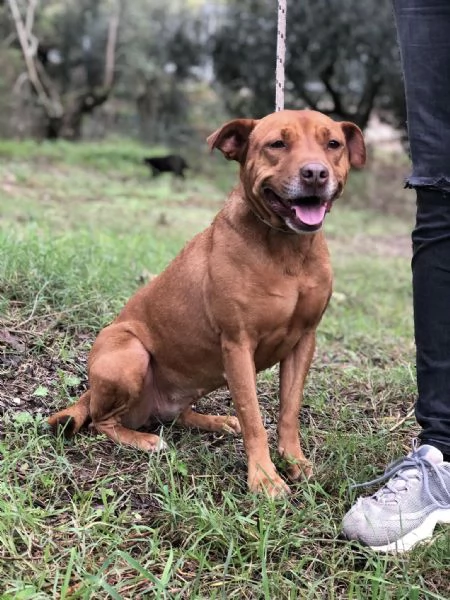 Aurora, canile basso Lazio | Foto 2